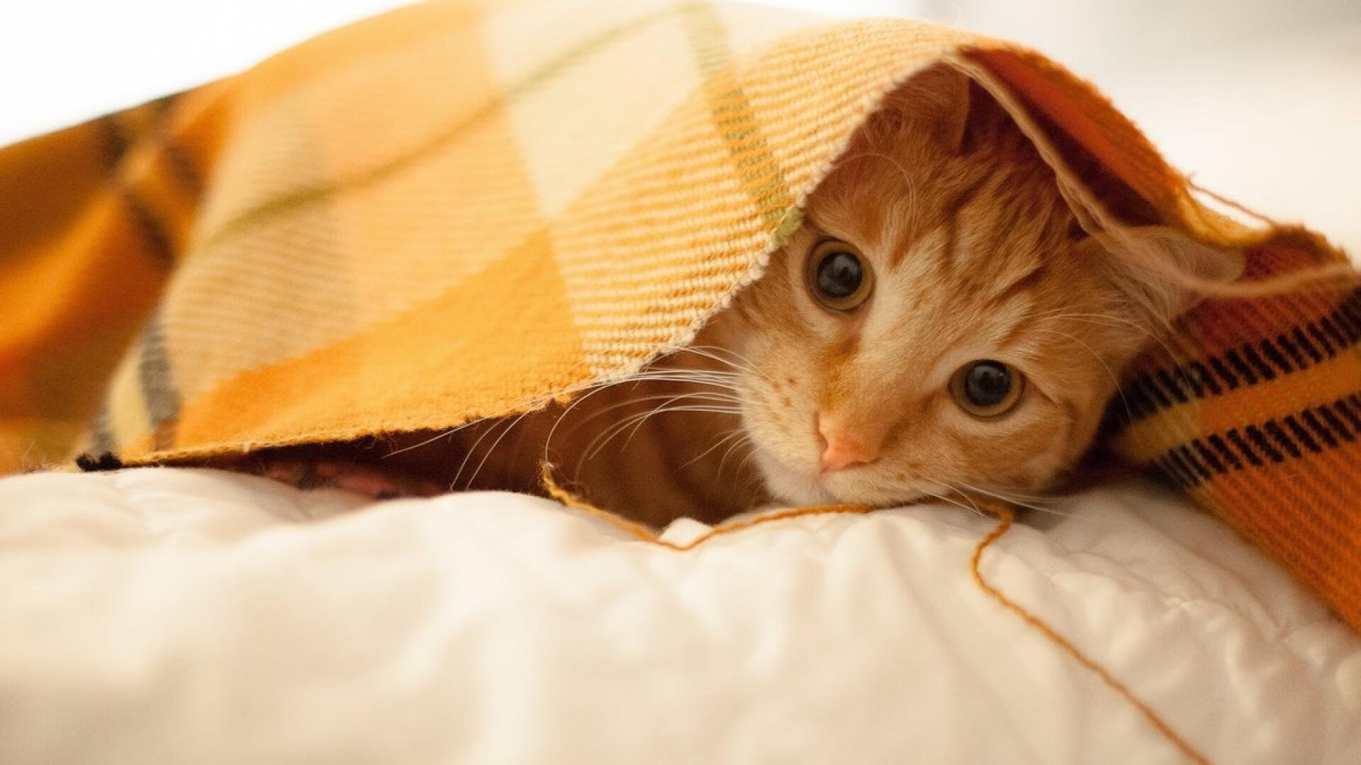 辛杜的胜利与韩国的翻盘，同一片赛场，两种胜利叙事