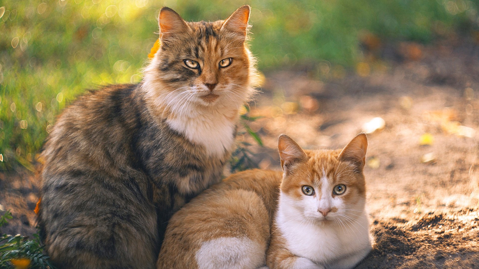 格局颠覆!联合杯绝杀拉沃尔杯,兹维列夫带队重塑网坛团体赛价值