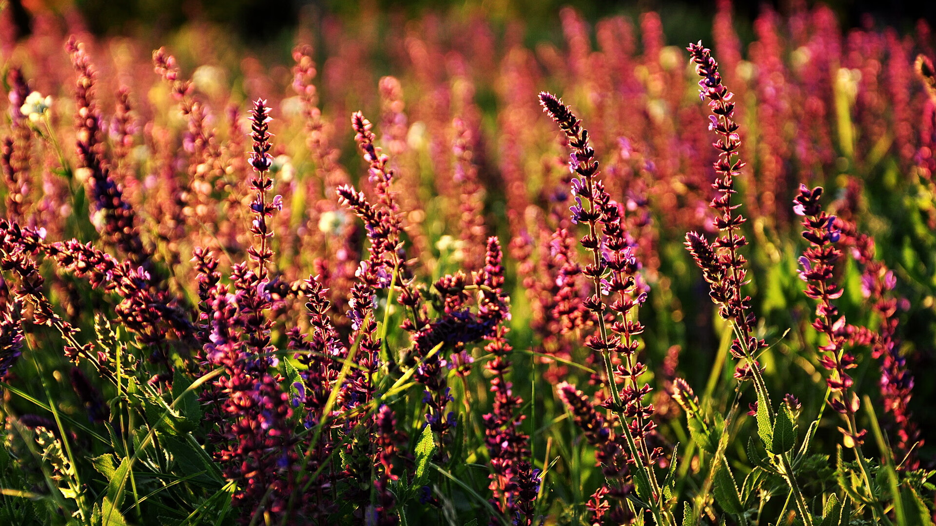 冰与火之歌，奥地利战术逆转撕裂大黄蜂，佩德里幽灵一击点燃死亡之组