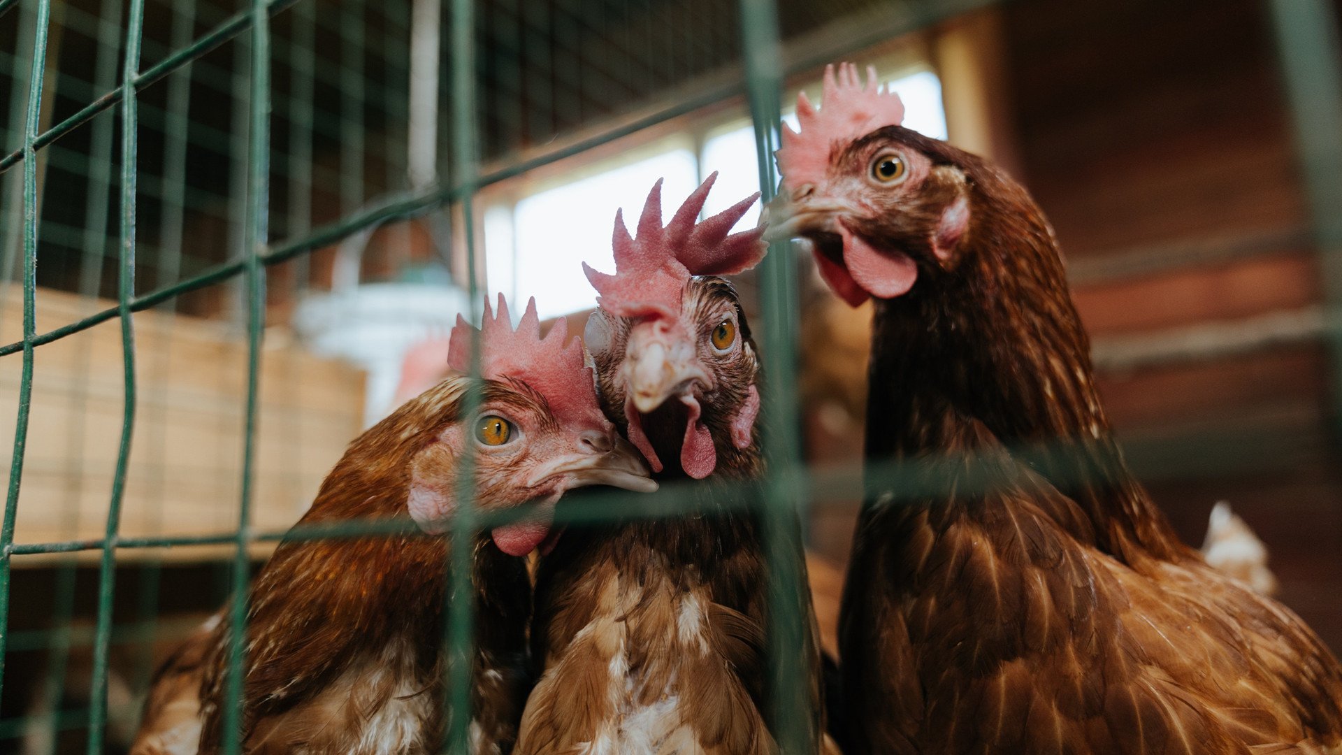 奥斯梅恩的征服之夜，巴西风暴中他一剑封喉