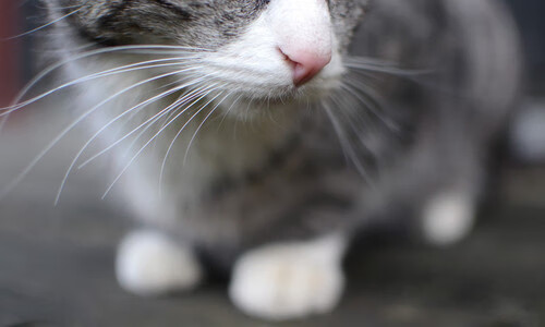 魔术师的终极魔法，英格拉姆用无解单打撕碎湖人防线