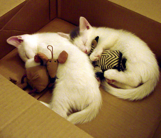 硅谷战术板,当西亚卡姆数据爆发遇见勇士系统驯服的极速吉林