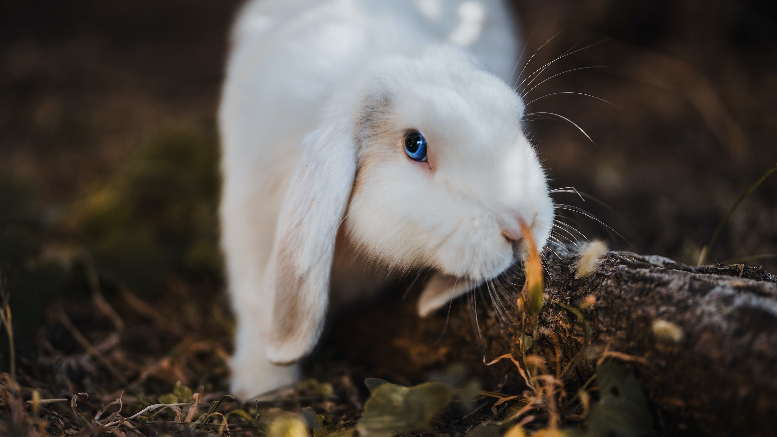 救赎与新生，福登的绝杀如何为多特蒙德点燃重生之火