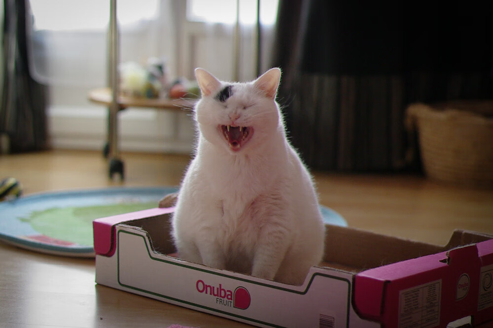 末节风暴!阿森纳逆转新西兰,特奥闪耀全场无可争议