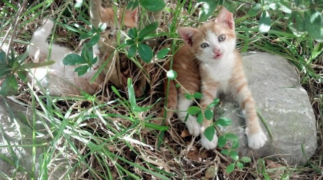 爱游戏-太阳纪元，当光照亮熊穴，世界在雄鹿角上旋转