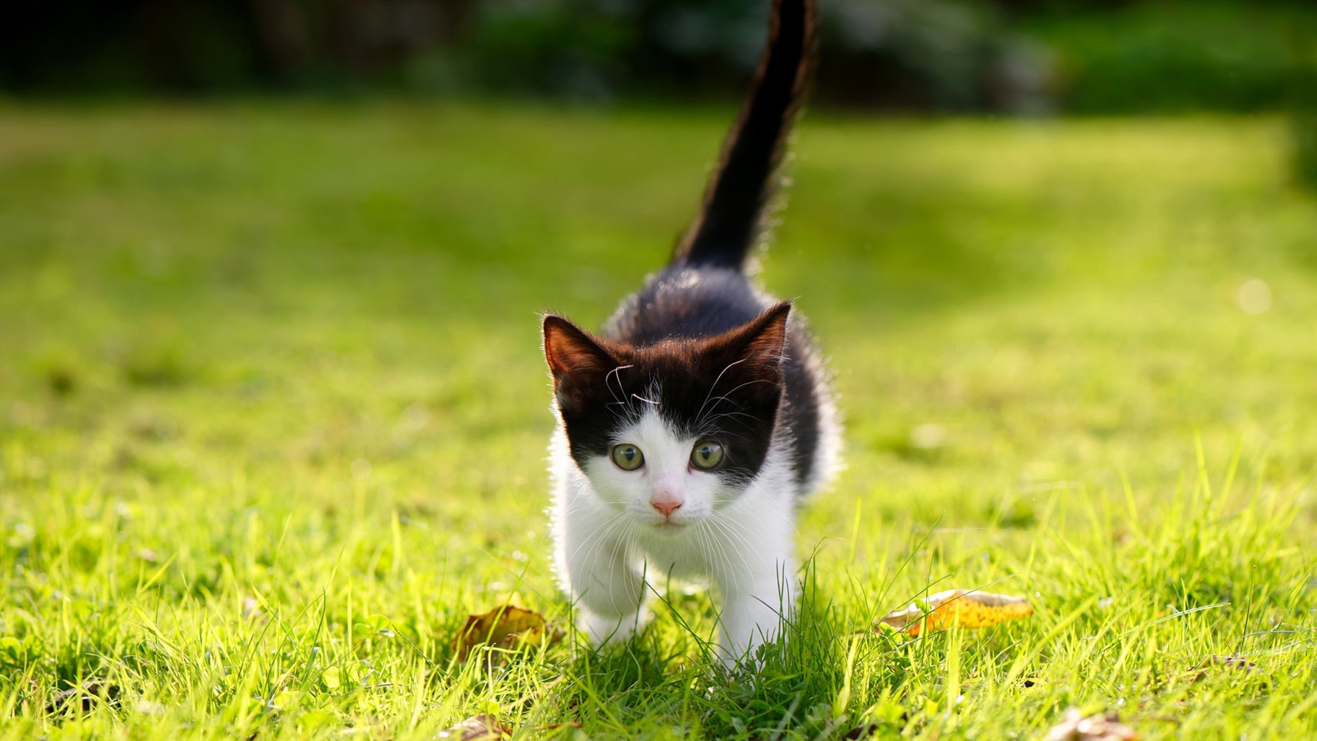 唯一死神,西决生死战之夜,杜兰特数据全面爆炸解析