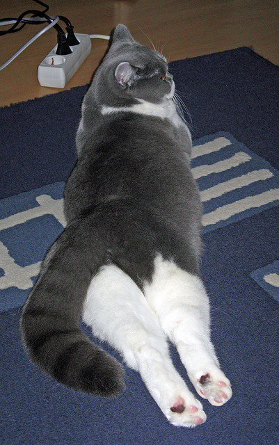 爱游戏tv-冰与火的对决！福克斯统治最后两分钟，化身北境之王强行终结吉林队