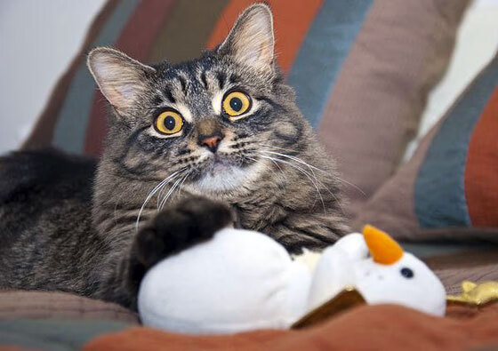 跨界风暴,梅西NBA总决赛接管比赛,厄瓜多尔与阿尔及利亚鏖战未息