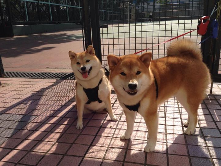 南半球的战术教科书，新西兰一战，加克波如何成为利物浦的攻防转换心脏？