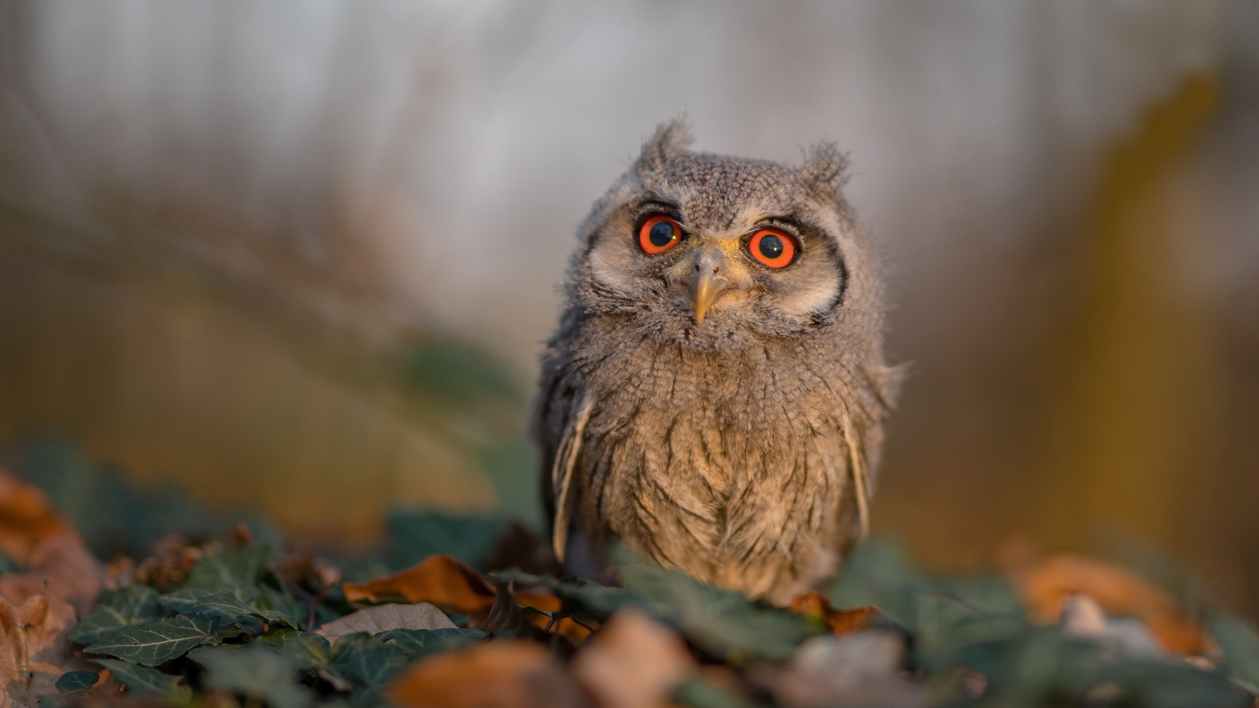 速度、汗水与荣耀，当F1呼啸开启，苏格兰挺进欧洲杯，皇马决战欧冠