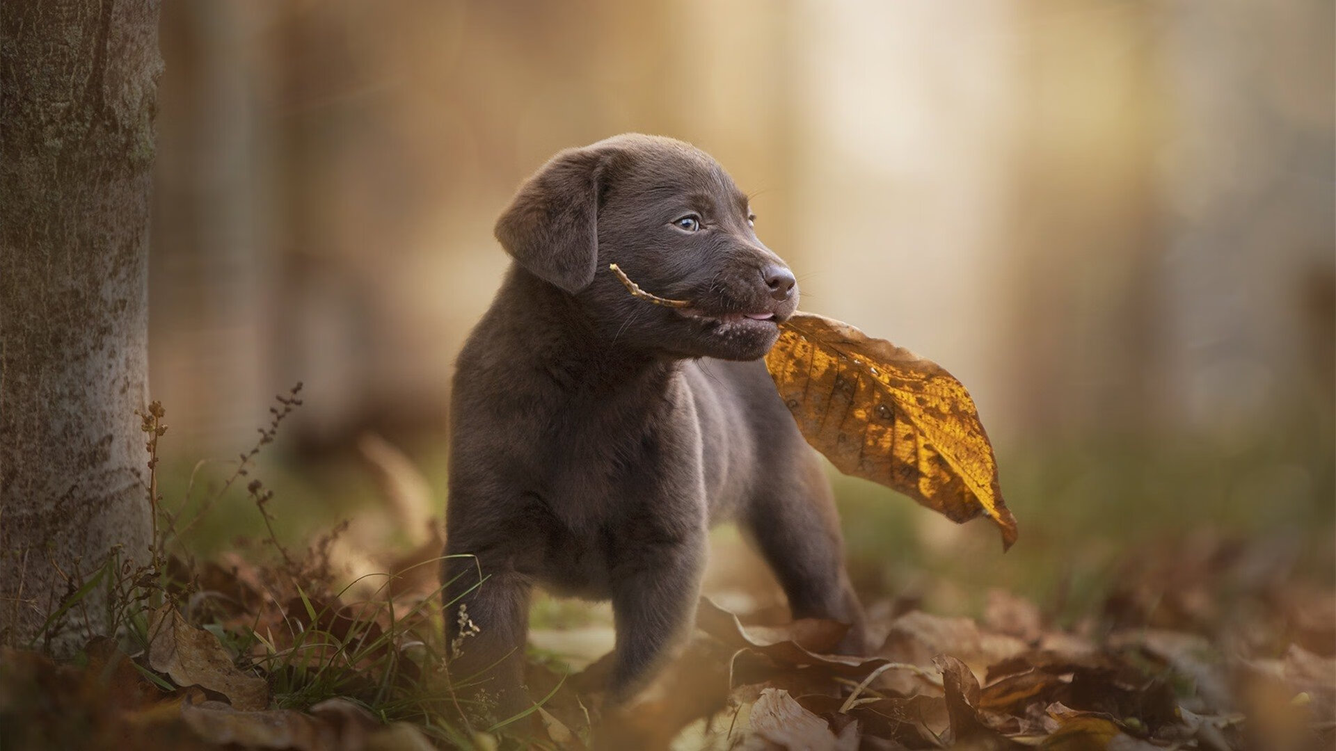 逆转之王！阿尔瓦雷斯—照亮罗马夜空的唯一先生