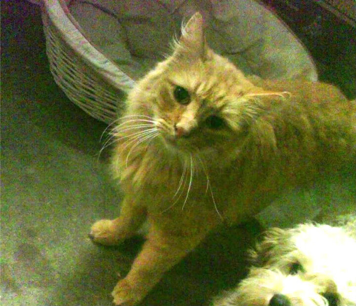 绿茵场上的北非风暴，摩洛哥全面压制委内瑞拉，德布劳内如何化身关键先生点燃胜利引擎？