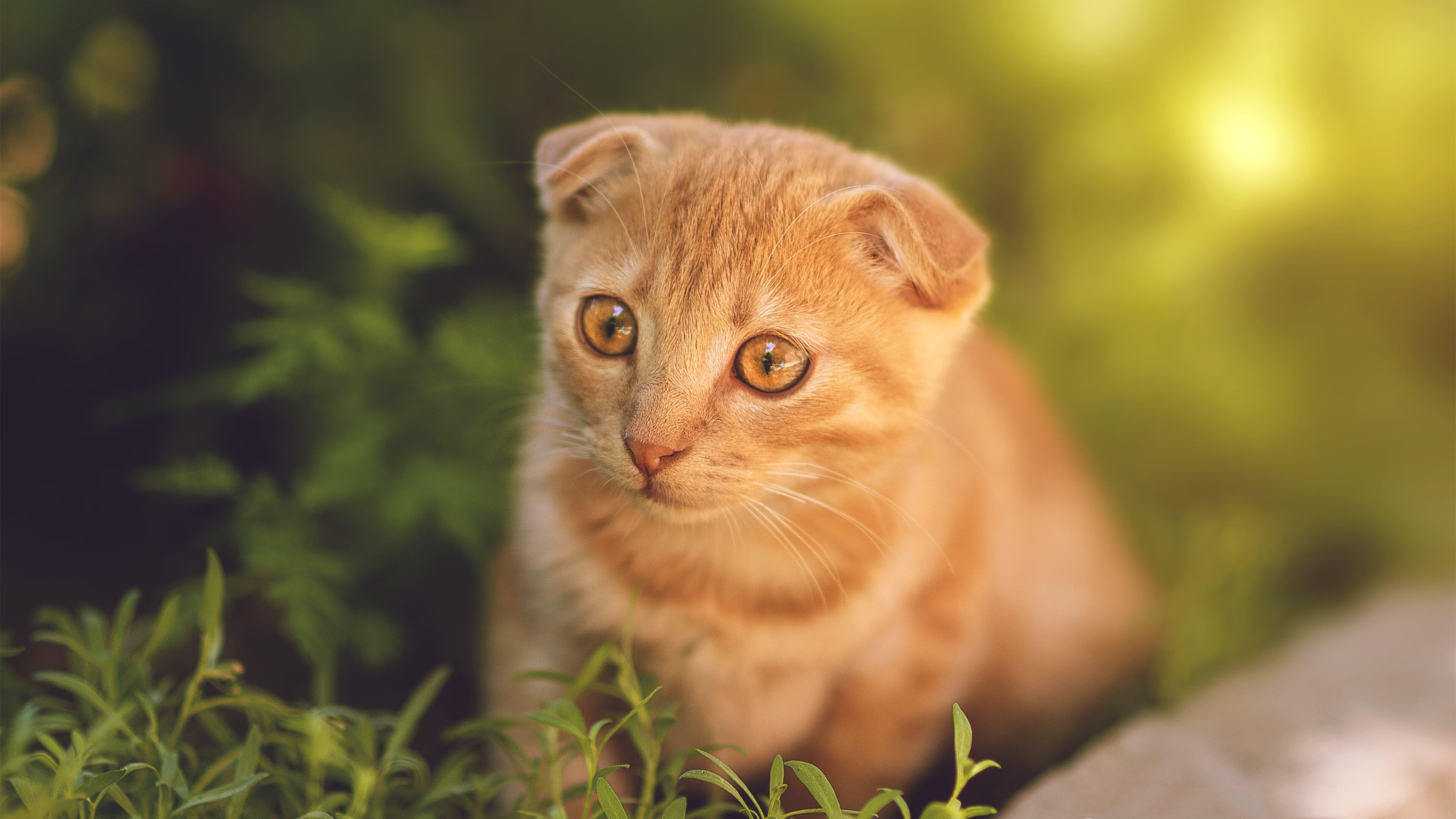 当利拉德成为时钟匠，锁死火箭青春风暴的，是一次次被拆碎的攻防表盘