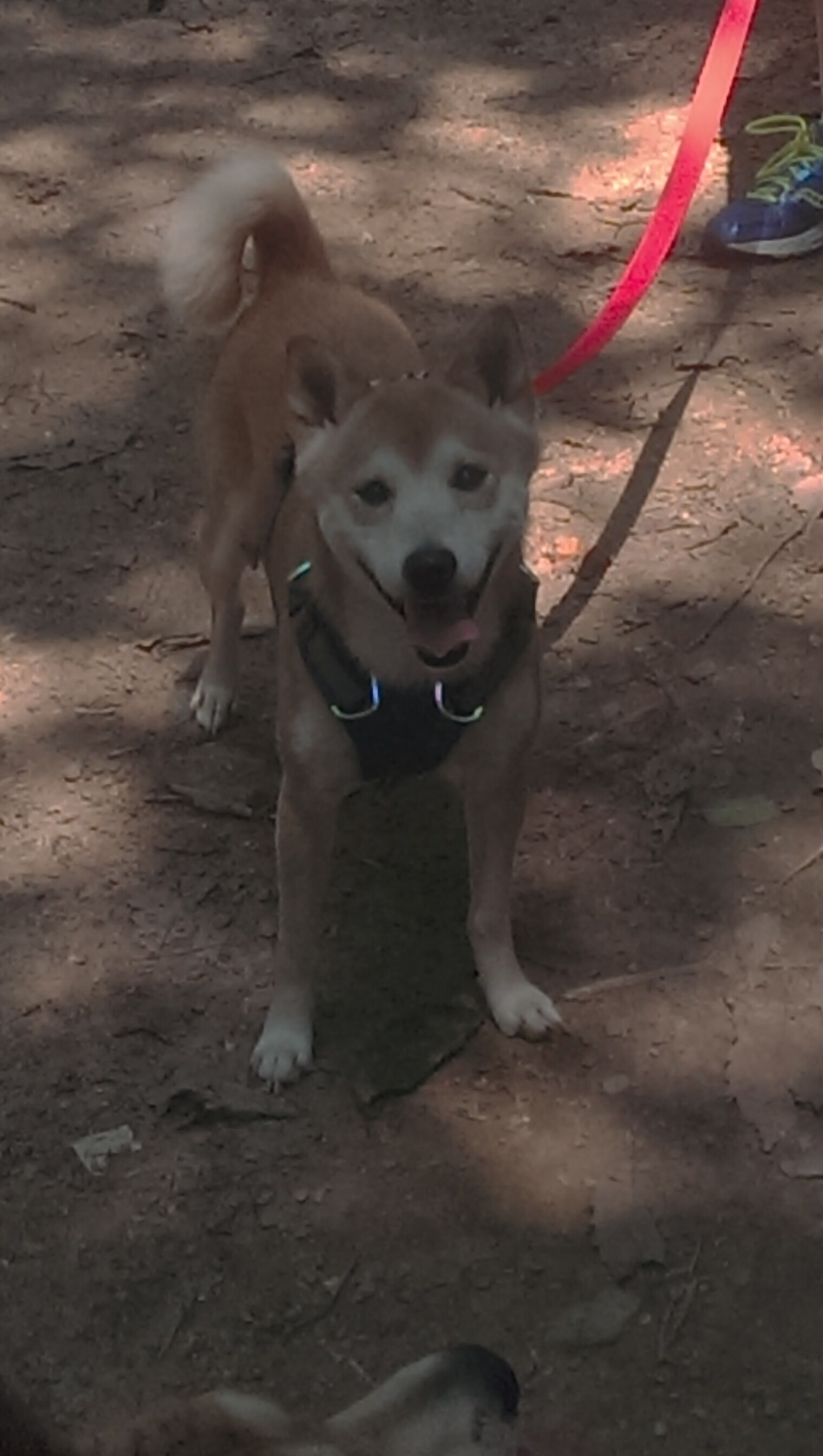 引擎轰鸣与绝杀号角，当F1揭幕战的分秒暴君遭遇恩比德的大场面美学