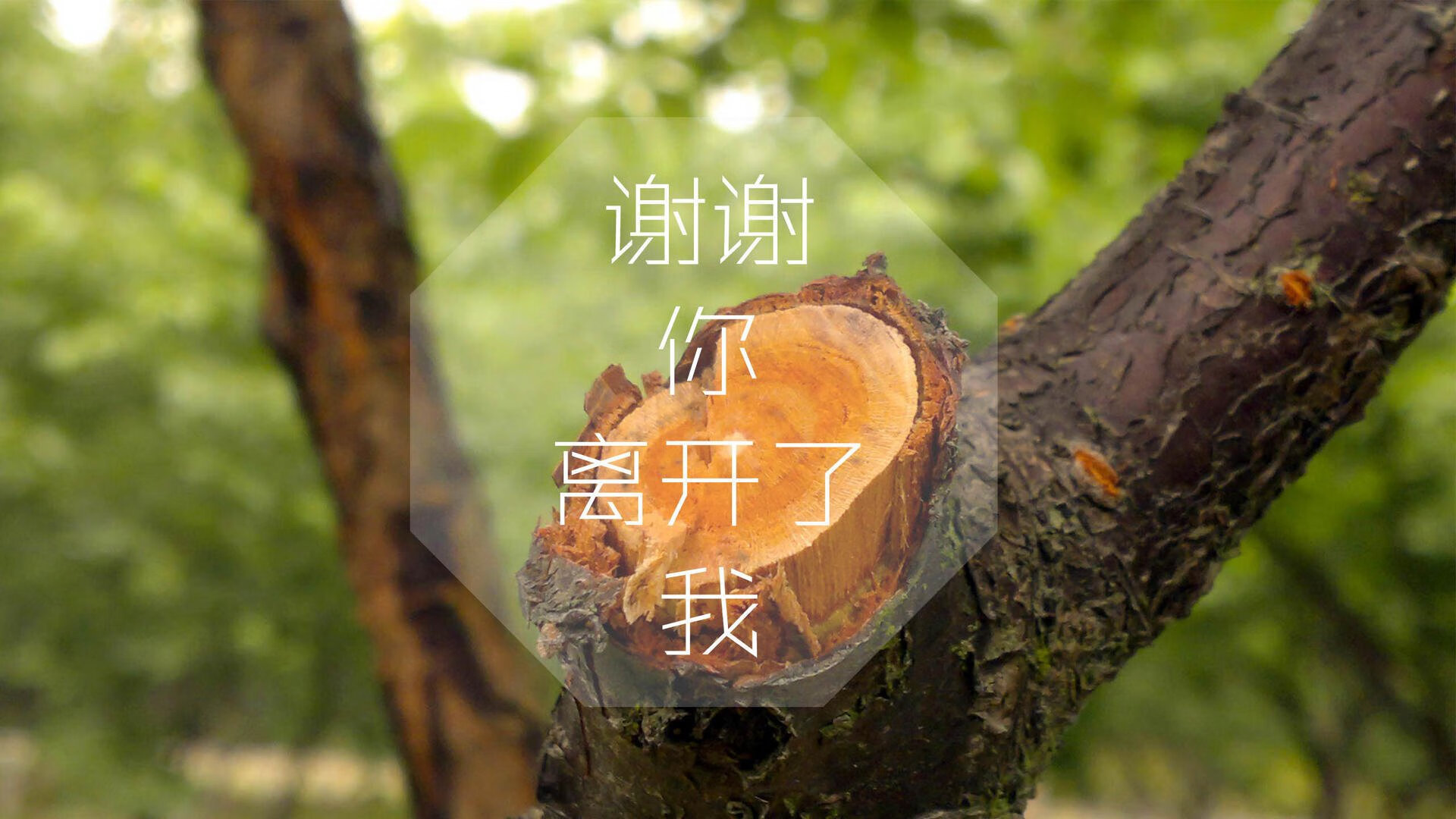 雄鹰折翼,厄瓜多尔高原风暴席卷海湾,凯恩孤掌难鸣成波兰最悲情注脚